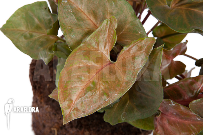 Syngonium x ‘Maria Dark’