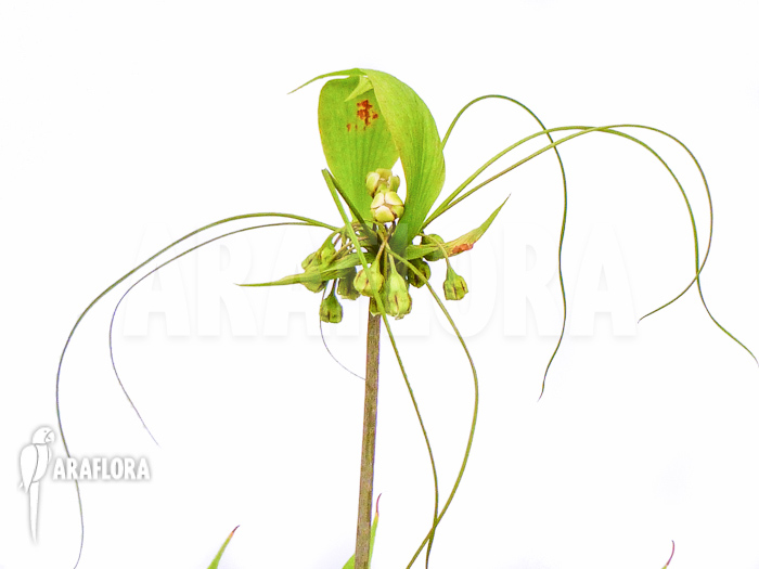 Tacca leontopetaloides flower