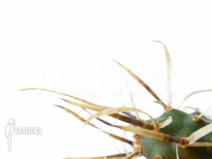 Tephrocactus papyracanthus