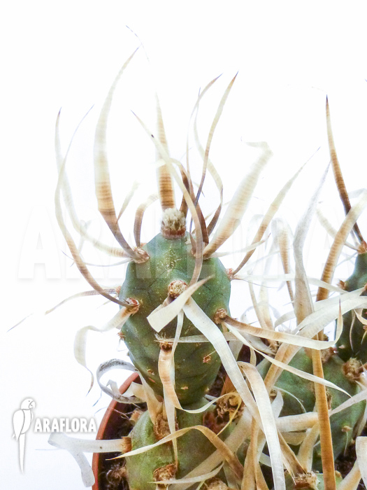 Tephrocactus papyracanthus
