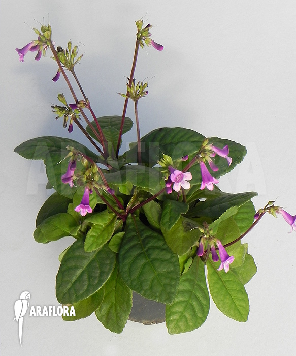 Tetranema roseum ‘Mexican foxglove’