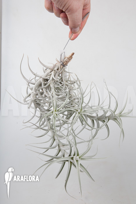Tillandsia albida