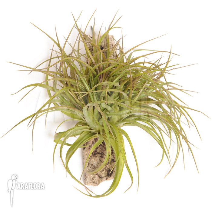 Tillandsia brachycaulos