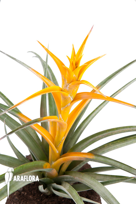 Tillandsia capitata ‘Maya Gold’