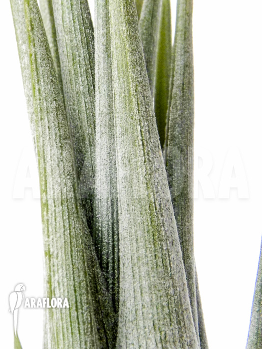 Tillandsia circinnatoides