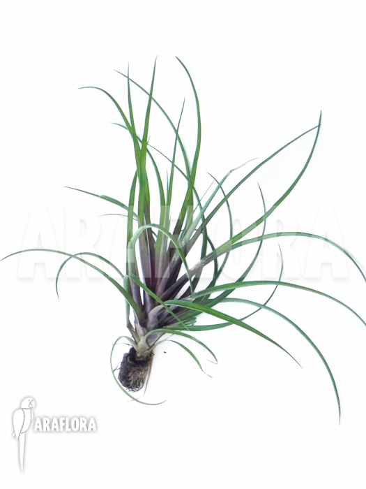 Tillandsia cyanea