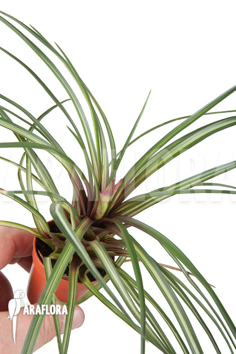 Tillandsia cyanea ‘Variagated’ ‘Starter’