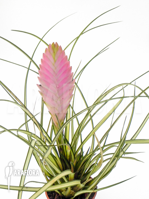Tillandsia cyanea ‘Variagated’