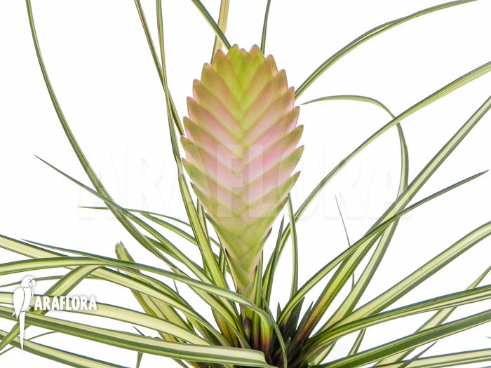 Tillandsia cyanea ‘Variagated’