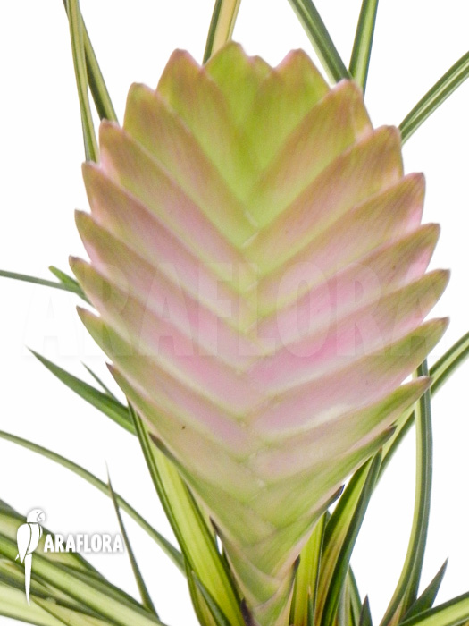 Tillandsia cyanea ‘Variagated’