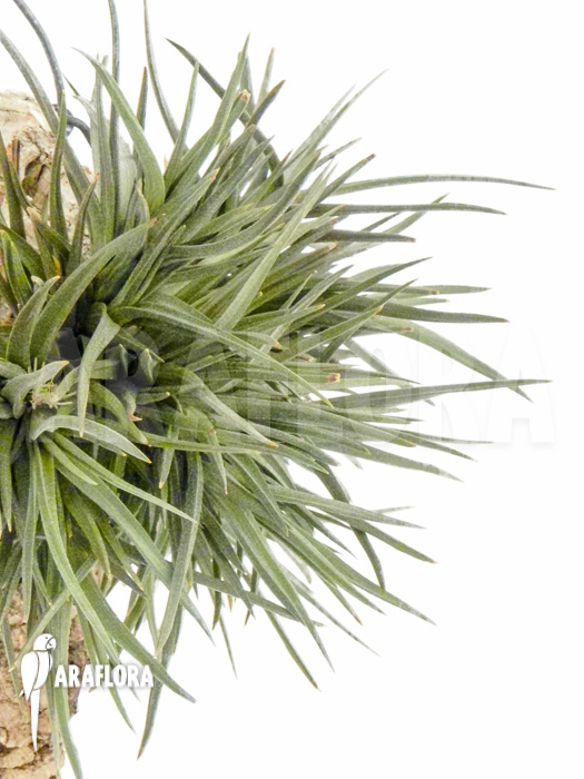 Tillandsia dorotheae