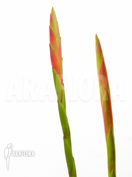 Tillandsia flabellata