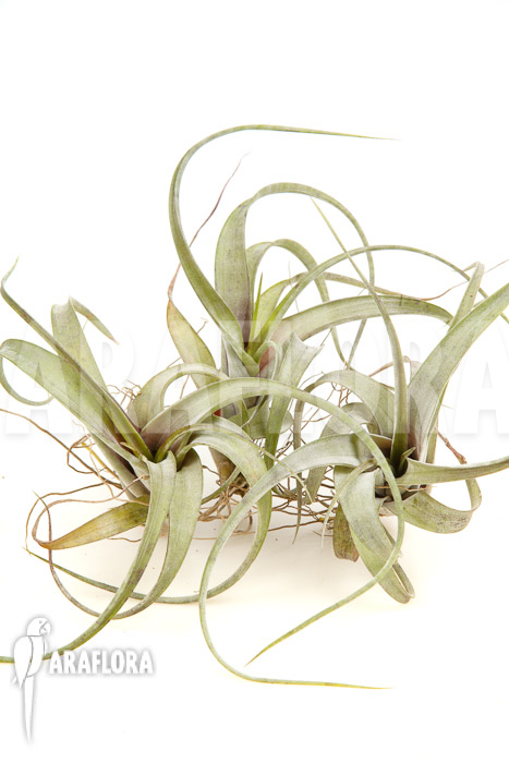 Tillandsia flexuosa