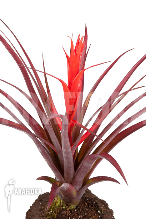 Tillandsia foliosa