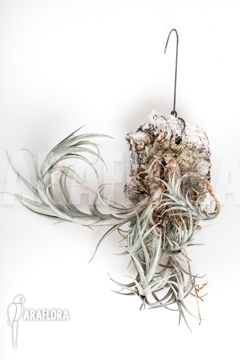 Tillandsia friesii