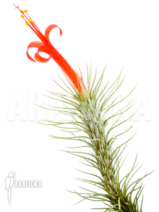 Tillandsia-funckiana-5