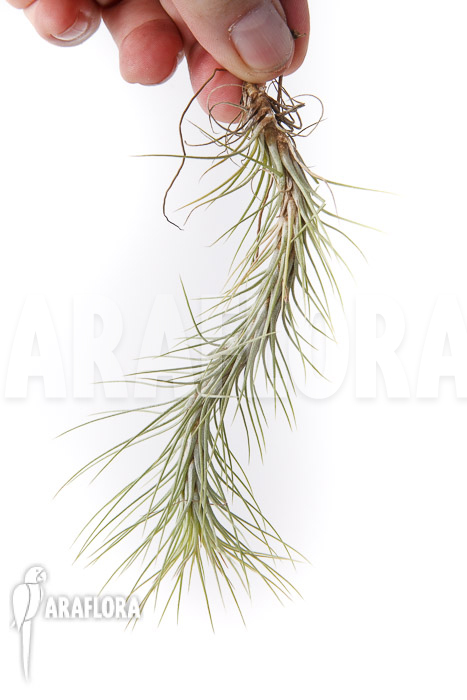 Tillandsia funckiana ‘L’