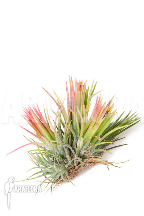Tillandsia ionantha fuego type clump