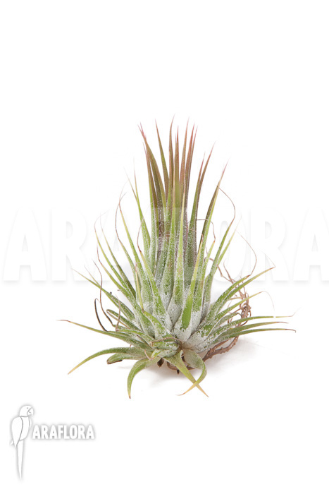 Tillandsia ionantha plug