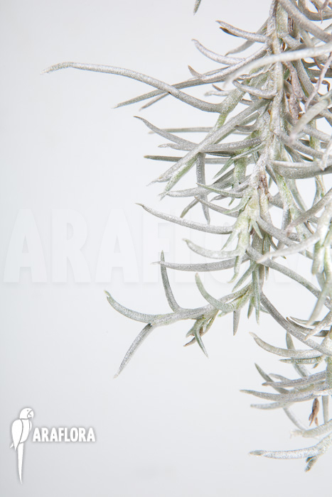 Tillandsia mollis