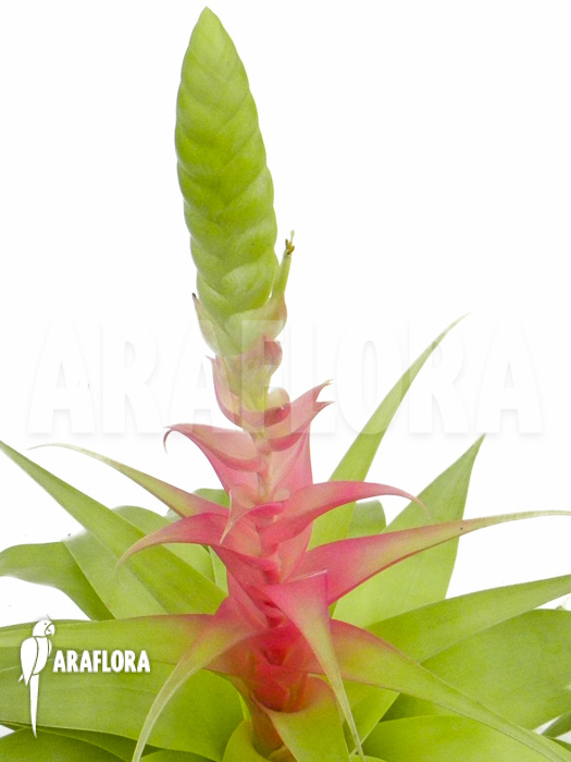 Tillandsia samantha