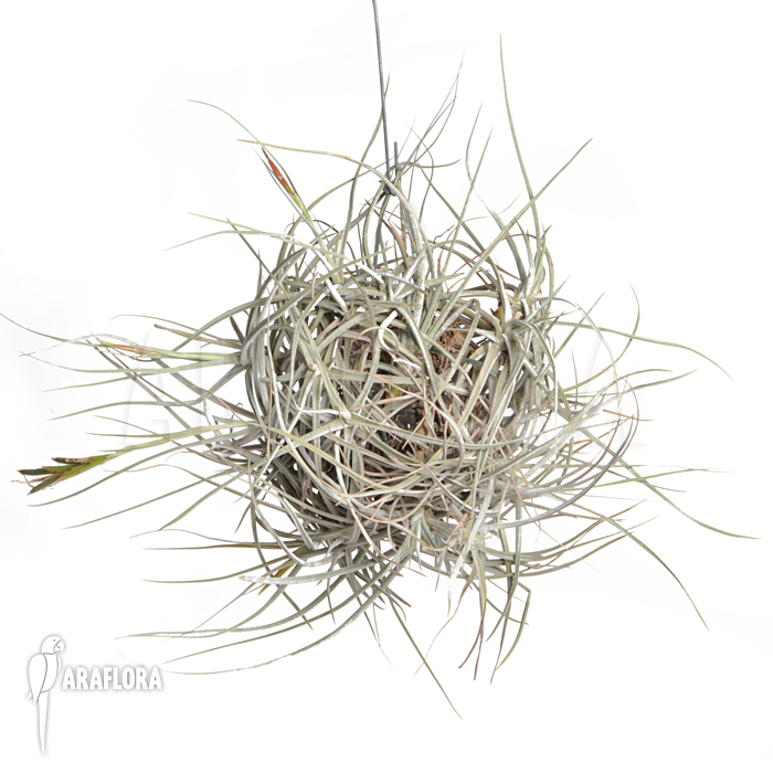 Tillandsia schiedeana