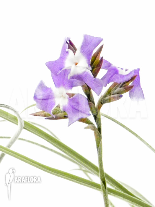 Tillandsia straminea flower