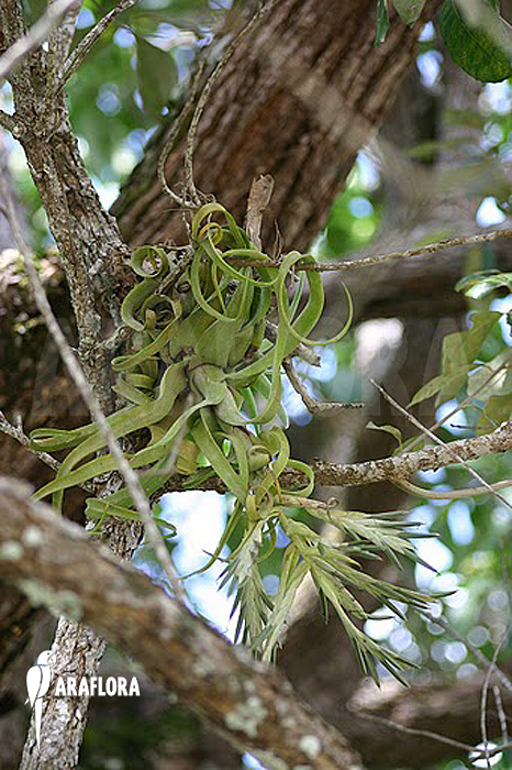 Tillandsia streptophylla