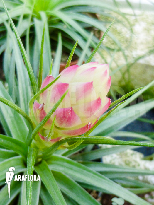 Tillandsia stricta