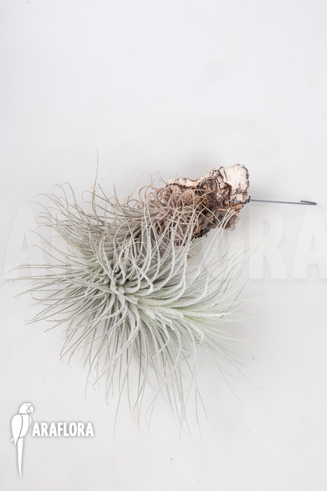 Tillandsia tectorum ‘L’