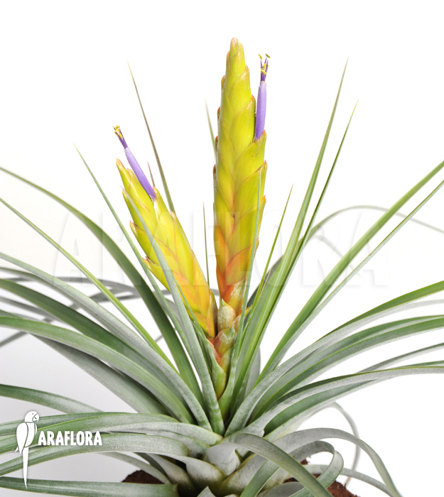 Tillandsia tricolor