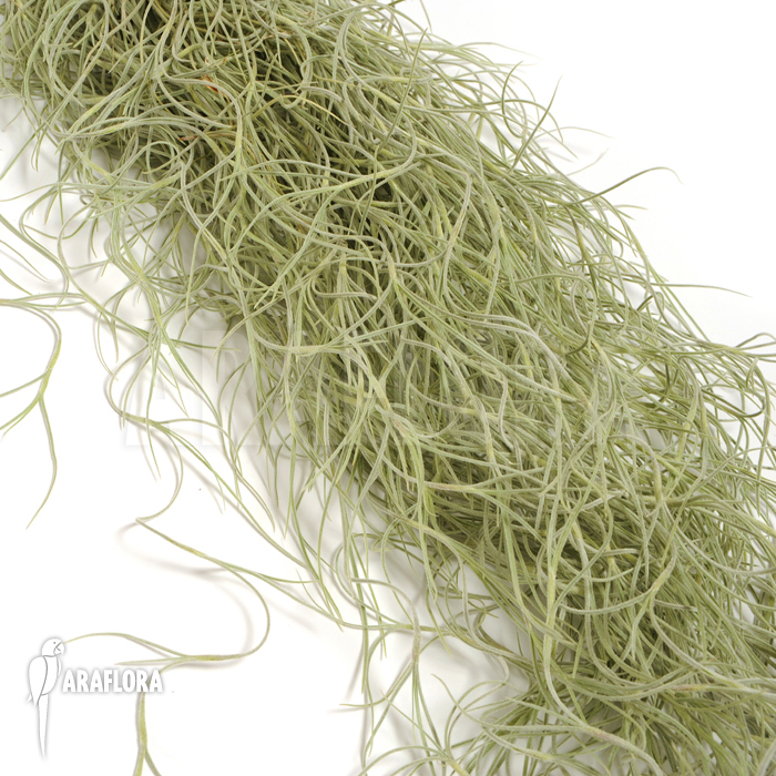 Tillandsia usneoides large leaf