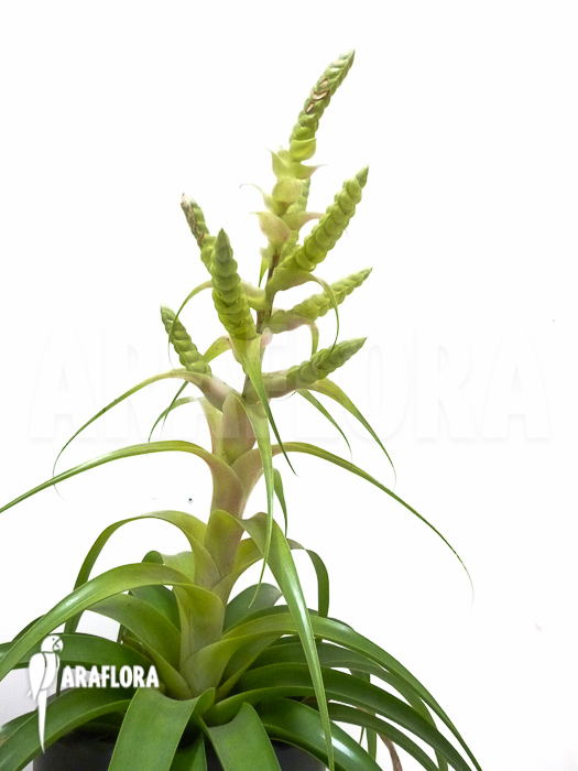 Tillandsia x Samantha