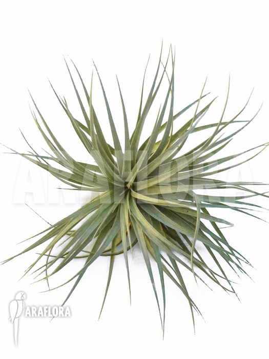 Tillandsia x cotton candy