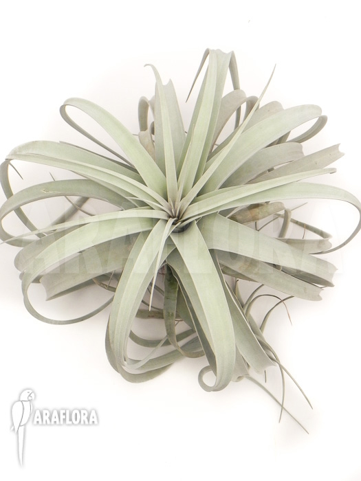 Tillandsia xerographica XL