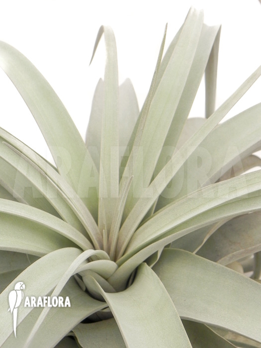 Tillandsia xerographica XL