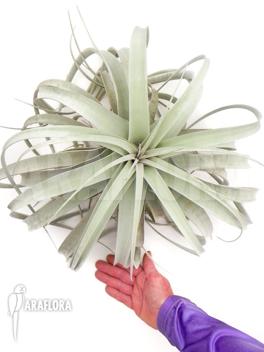Tillandsia xerographica XL