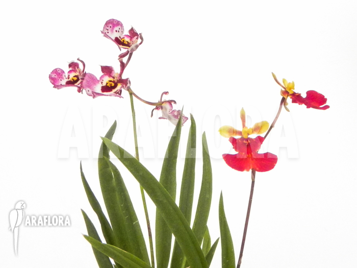 Tolumnia x Pink-Panther and Red Neck