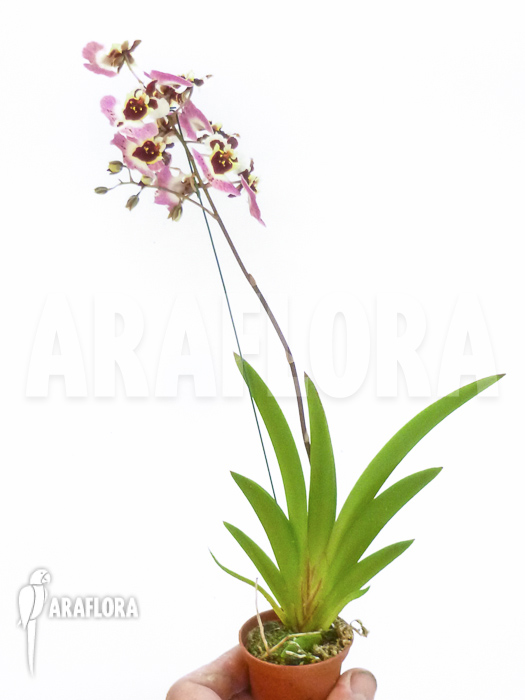 Tolumnia x Purple Rain