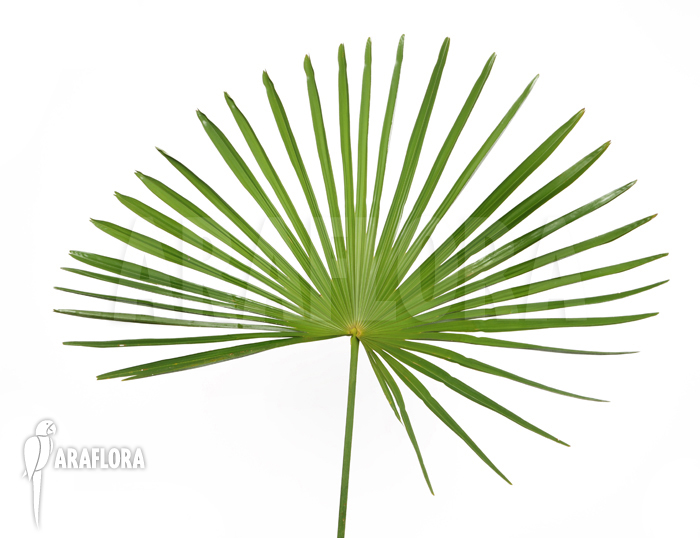 Trachycarpus fortunei