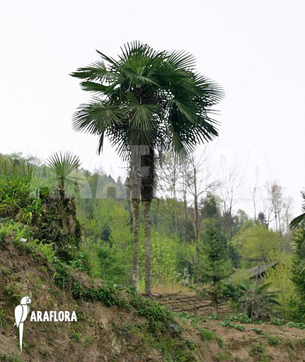 Trachycarpus fortunei