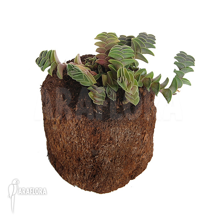 Tradescantia navicularis