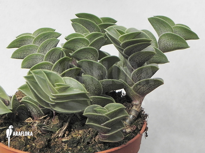 Tradescantia navicularis