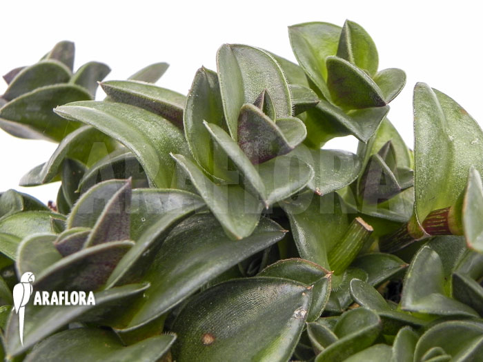 Tradescantia navicularis