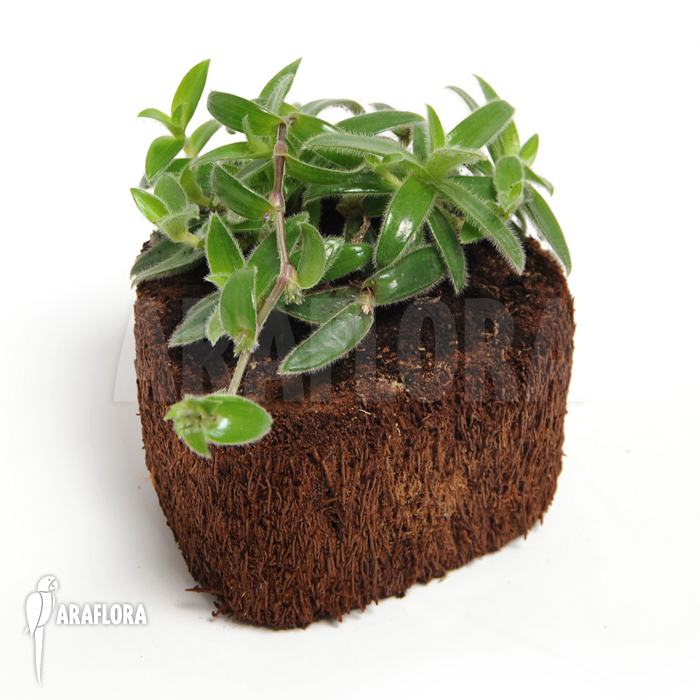 Tradescantia tomentosa