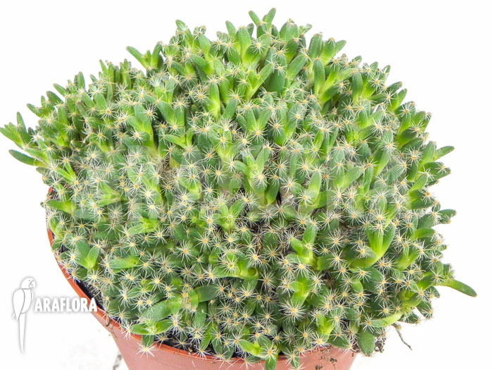 Trichodiadema densum