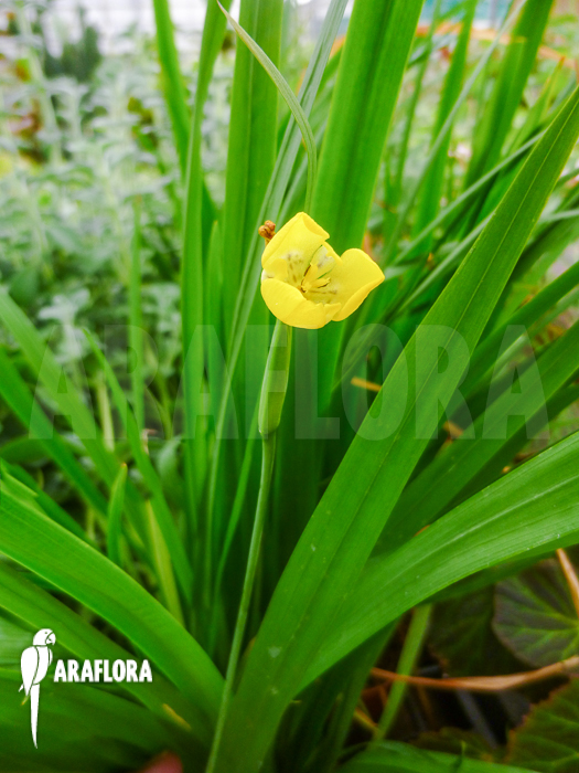 Trimezia galaxioides Brazil