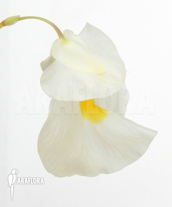 Utricularia alpina ‘Flower’