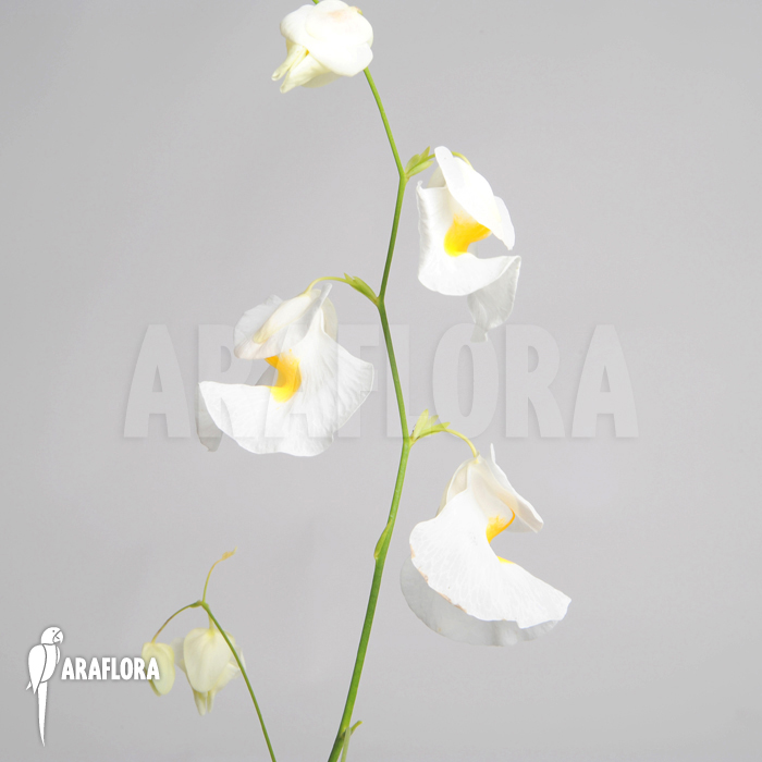 Utricularia alpina ‘Henry piettier Giant’