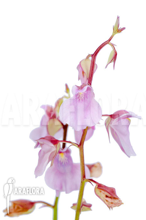 Utricularia calycifida ‘Gran Sabana’